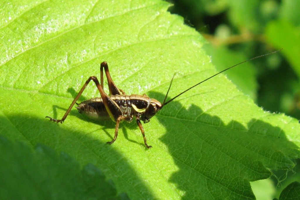 Tettigoniidae: Pholidoptera griseoaptera in vari stadi di sviluppo?   S!